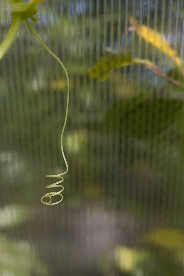 Comment les animaux diurnes s'adaptent-ils aux activités nocturnes lorsqu'ils sont perturbés?